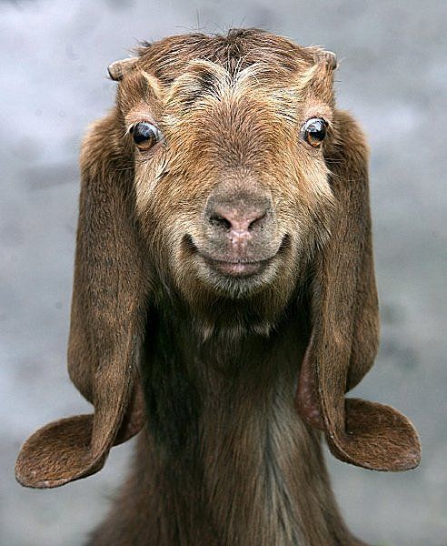 glenn's goat
