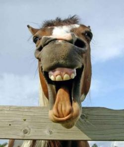 smiling_horse