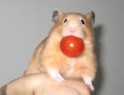 hamster-tomato
