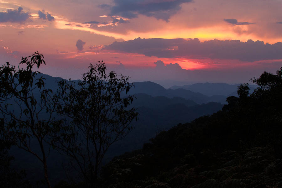 Nyungwe National Forest